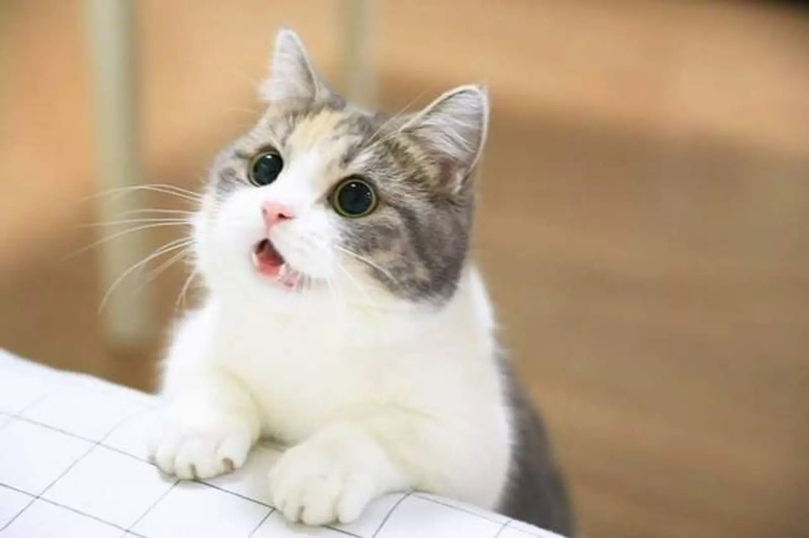 新西兰小镇最近发生一件大事 猫奴们不淡定了