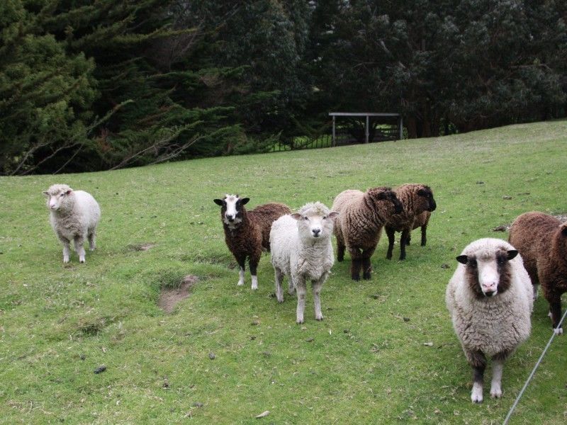 55 Greenhill Road, Waikanae, Kapiti Coast, 3房, 0浴