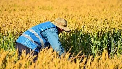 中国会出现粮荒吗？科学家:只要不怕胖 敞开吃