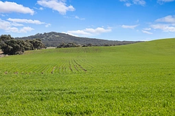'Gum View Hills' Gorge Road, Pekina