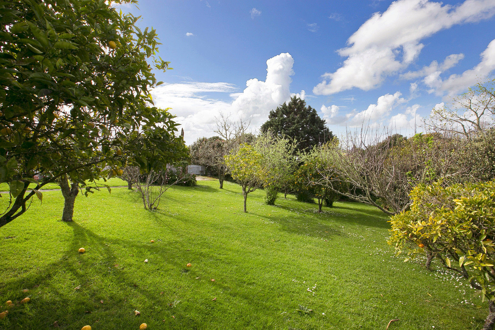 31 Port Albert Road, Wellsford, Auckland - Rodney, 3房, 0浴