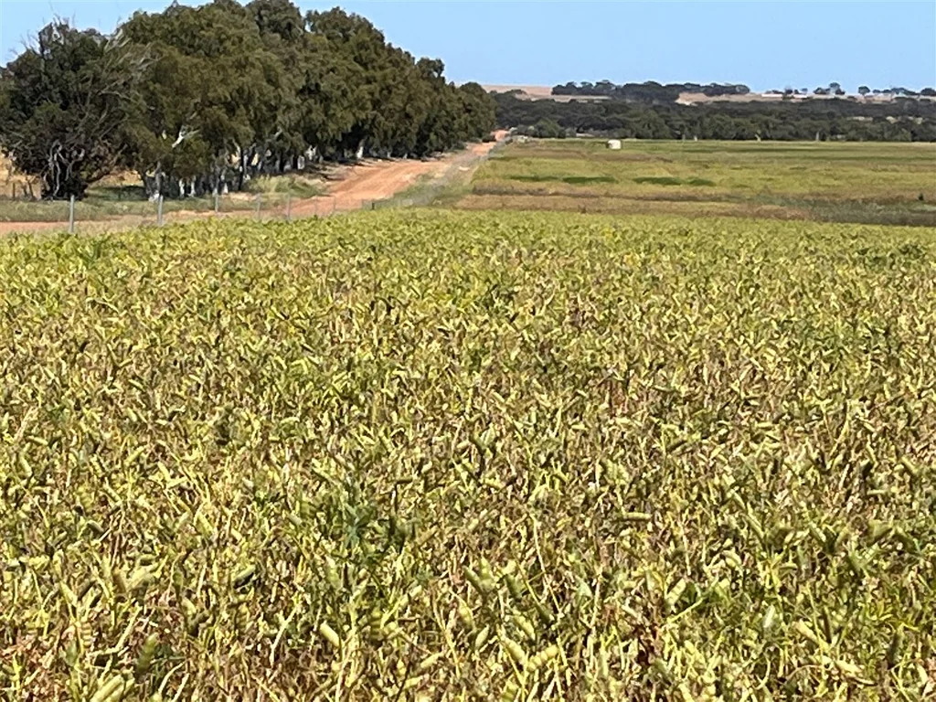 Cunderdin For Lease by Tender