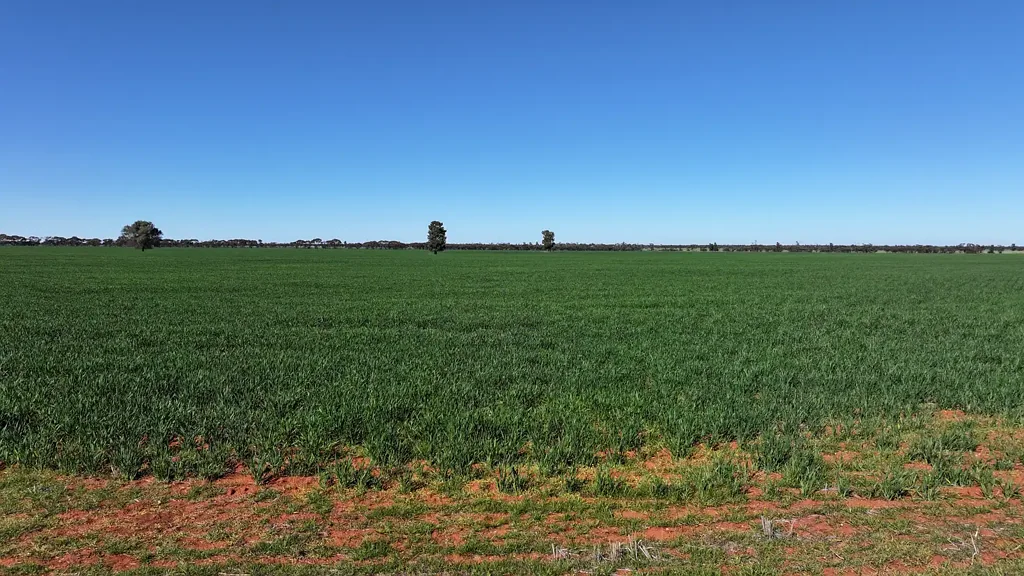 "Glen Wilga" 1027 Wollarma Road, Goolgowi, NSW 2652