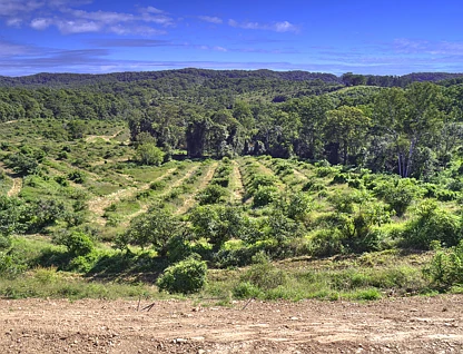 224 Top Forestry Road, Ridgewood, Sunshine Coast, 0房, 0浴, Section