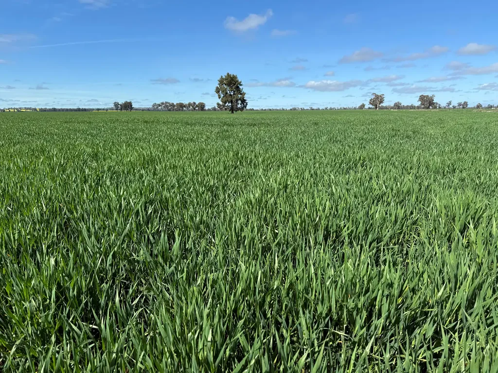 'SECKHOLDS' Bradshaws Lane, Coolamon, NSW 2701