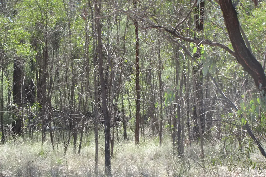 Tara  Untouched virgin timber