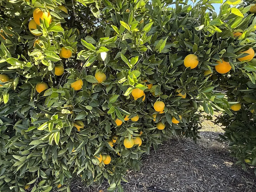Willbriggie  CITRUS FARM OFFERED WITH CROP AND MACHINERY