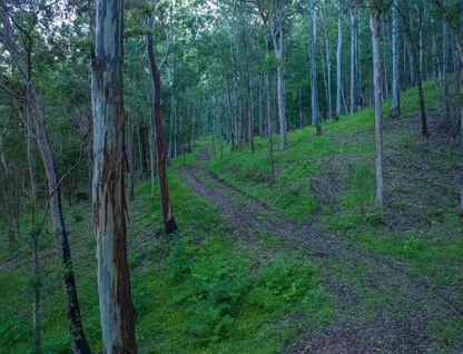 2298 Nimbin Road, Nimbin, NSW 2480, 0部屋, 0バスルーム, Section