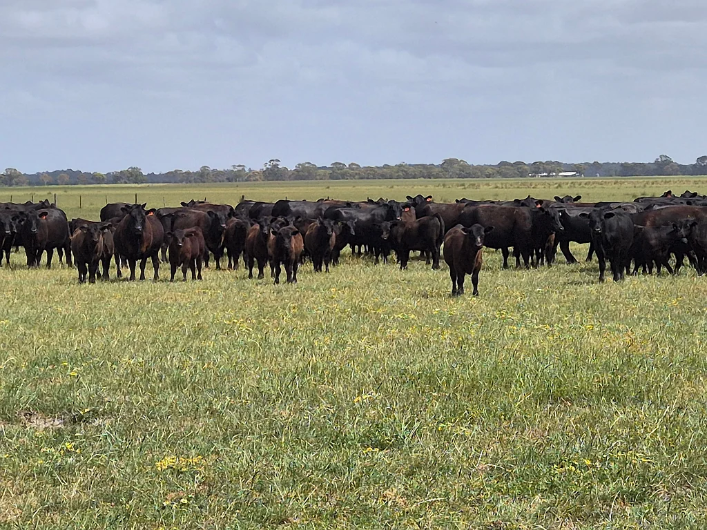 Merivale Murra Murra, 2866 Fisheries Road, Neridup