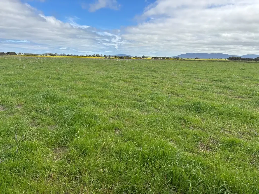 Wangary FOR LEASE - CROPPING & GRAZING