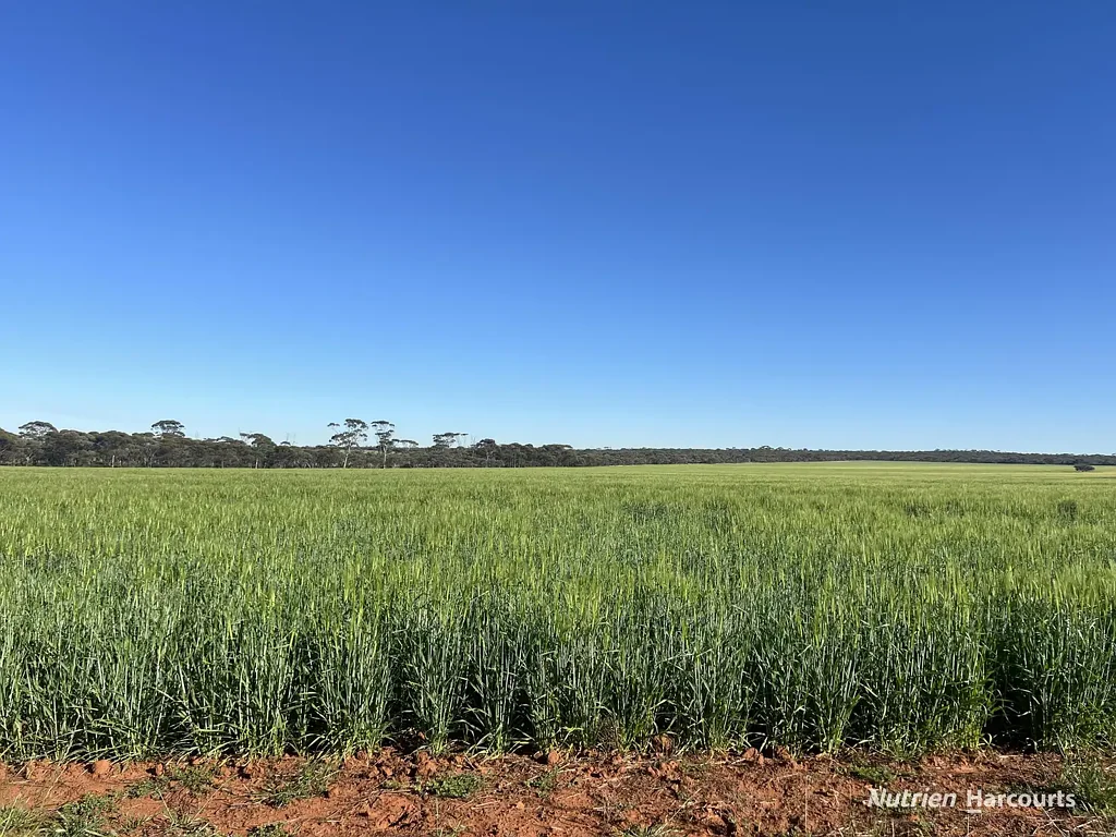 South Bodallin  SOLID LEASE RETURN