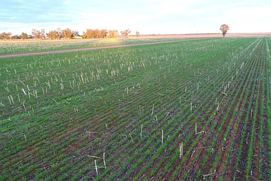 地址保密, Narromine, NSW 2821, 4房, 1浴, Lifestyle Property