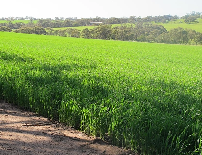 Wongamine Goomalling-Toodyay Road, Goomalling, Wheat Belt, 0 कमरे, 0 बाथरूम, Lifestyle Property