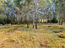 7 Bushlands Road, Tocumwal
