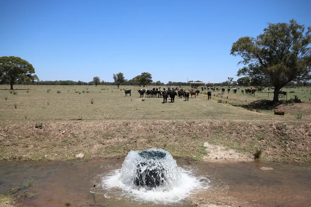 Wakool  GROUNDWATER OFFERING SECURITY DURING DRY TIMES