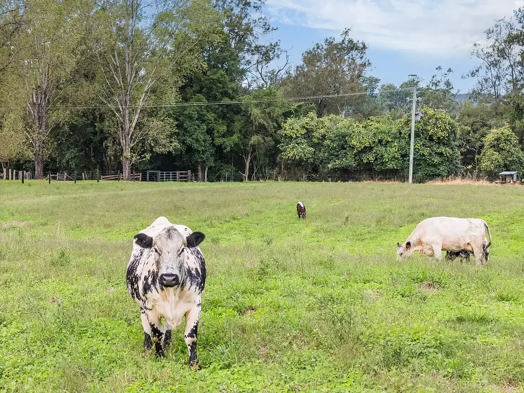 Dungog Premium Riverfront Lifestyle Retreat - 130 Acres of Versatility & Charm