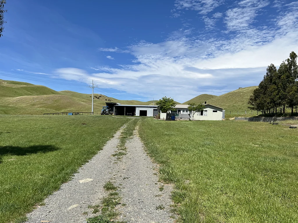 Seddon Ready For Grazing Now! Vacant Possession!