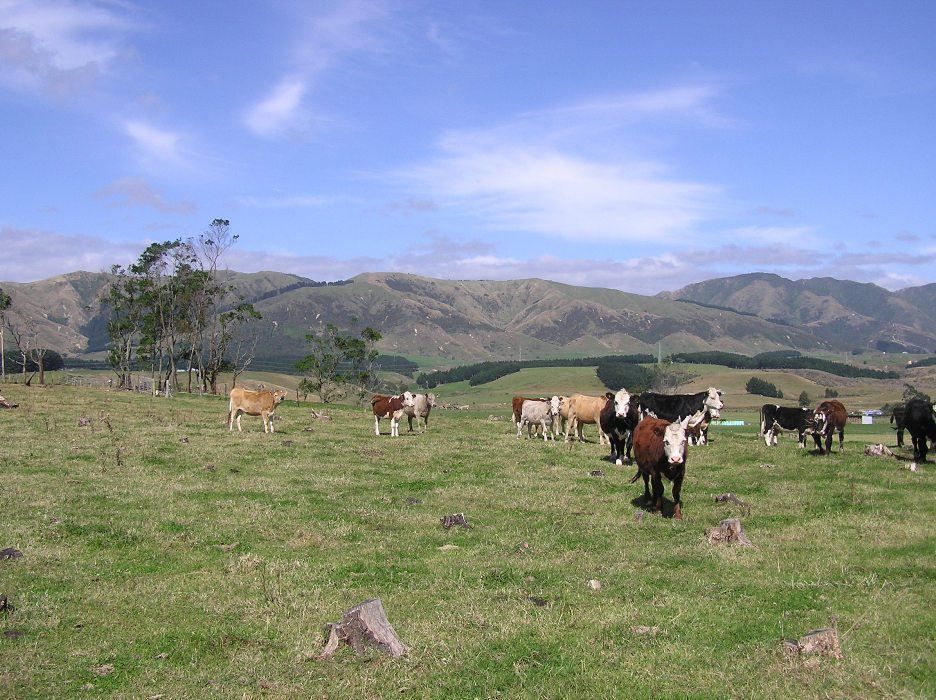 107 Kara Road, Shannon, Horowhenua, 4 rūma, 1 rūma horoi