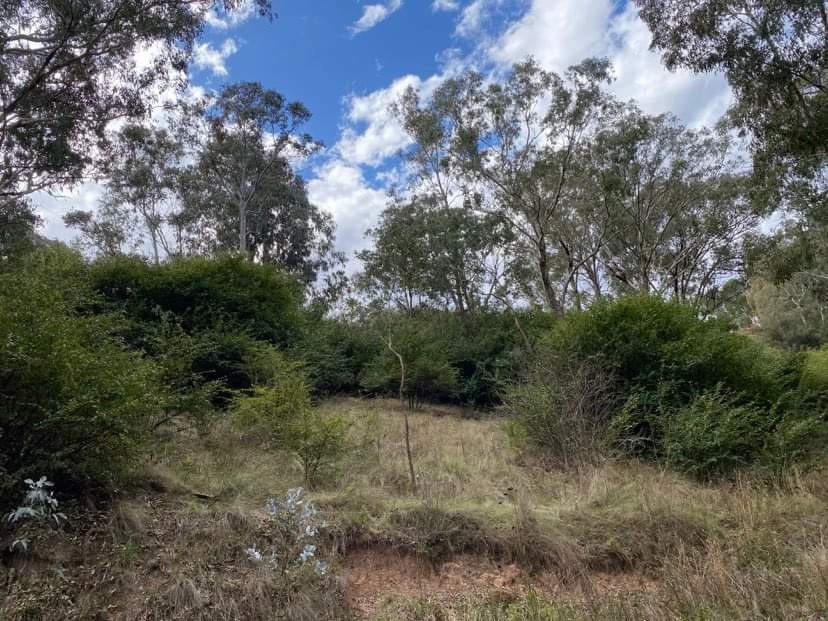 2 JAMISON ST, KANDOS NSW 2848, 0 ਕਮਰੇ, 0 ਬਾਥਰੂਮ, Section