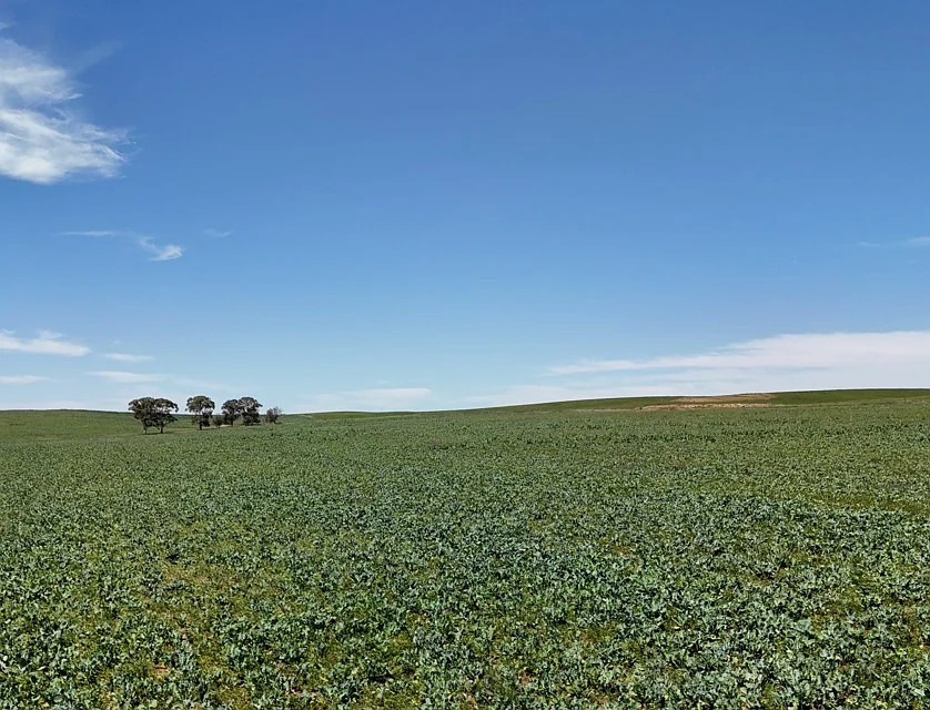 'Cummings' Cudmore Gap Road, Jamestown, Barossa - Yorke - Mid North, 0 कमरे, 0 बाथरूम, Lifestyle Property