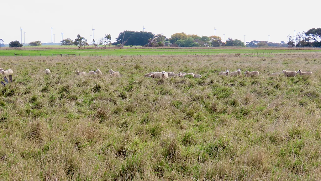 Tantanoola  Rich Soils and High Rainfall