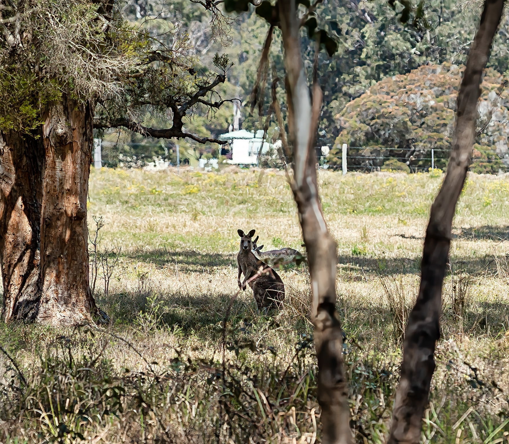 425 SWANS LANE, QUORROBOLONG NSW 2325, 0 Bedrooms, 0 Bathrooms, Lifestyle Property