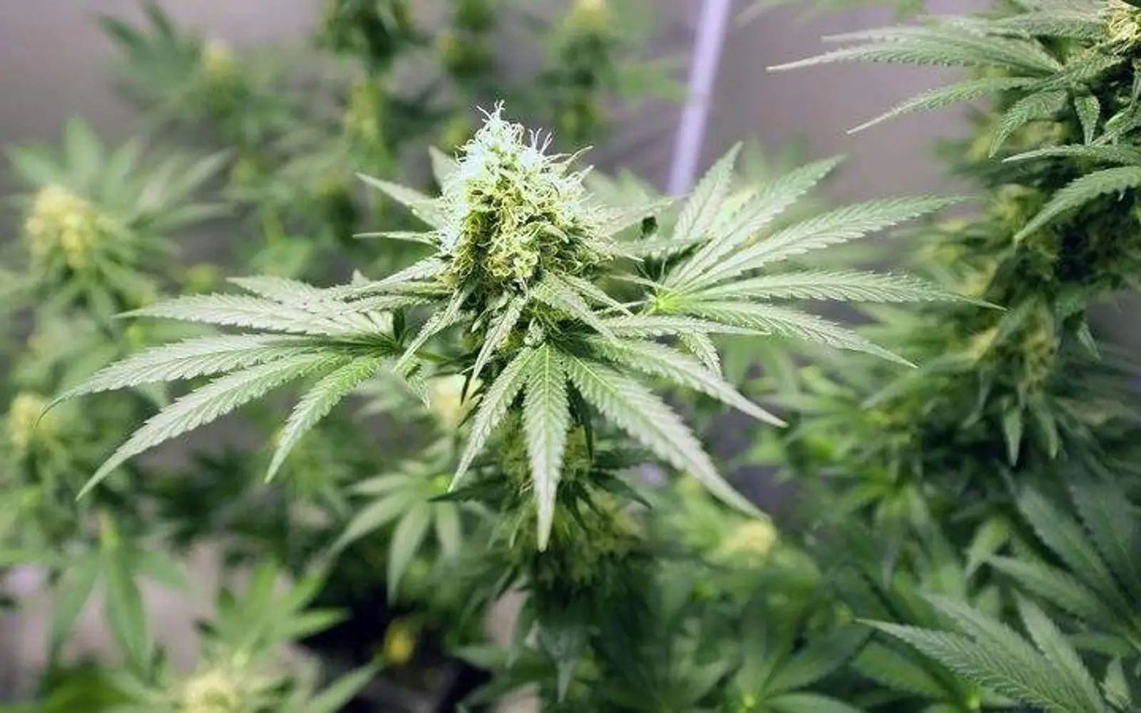 新西兰将举行大麻合法化公投，政府可能采用“公民陪审团程序”帮助制定毒品法