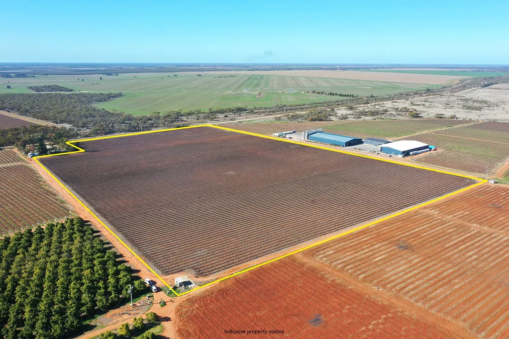 Robinvale ESTABLISHED WINEGRAPE VINEYARD - LOCATION IS KEY