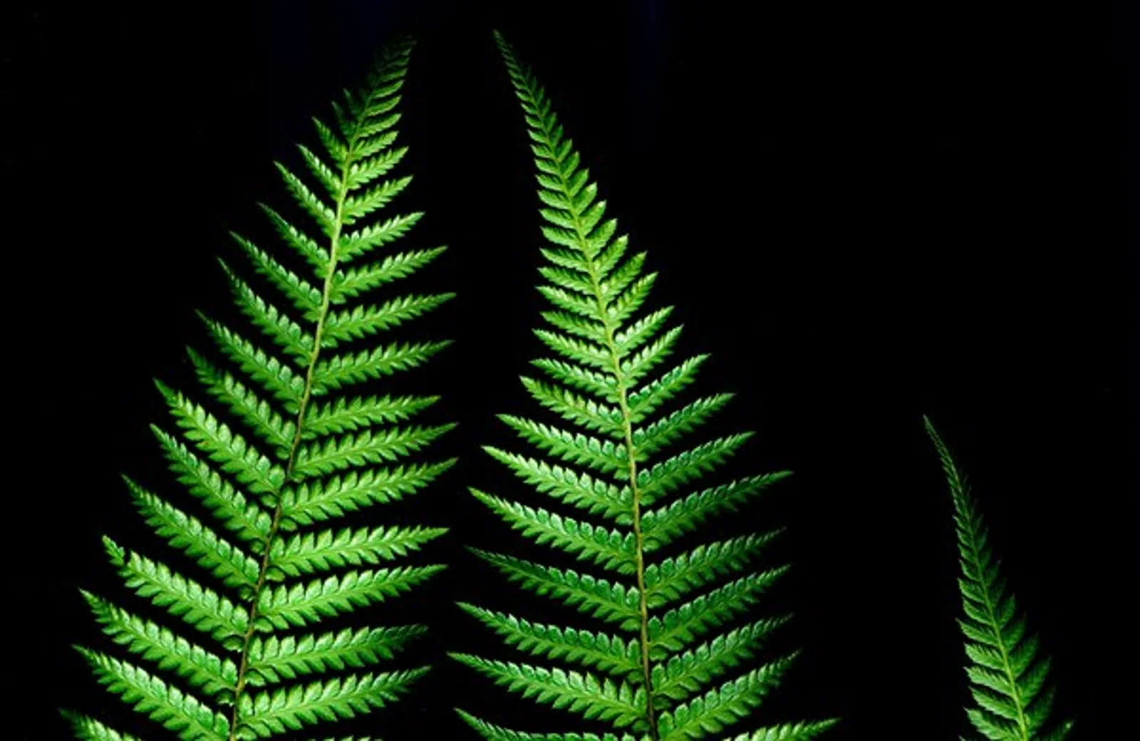 新西兰银蕨实践经验工作签证 Silver Fern Practical Work Experience Visa