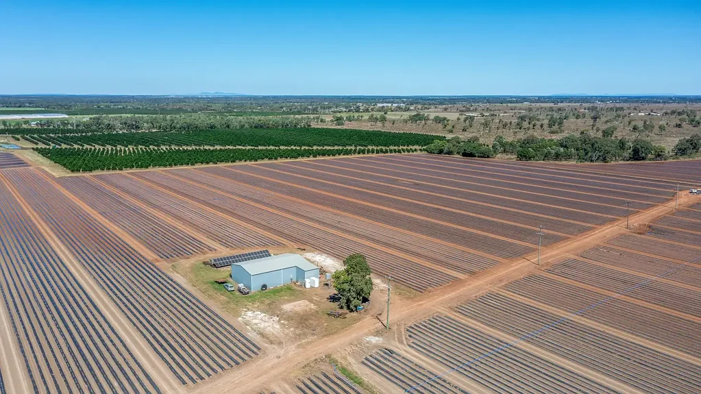 Calavos Potato and Veggie Land Portfolio