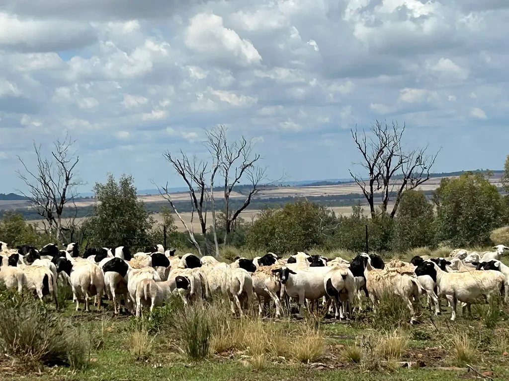 Narrabri  Entry Level Grazing Property With Lifestyle Potential