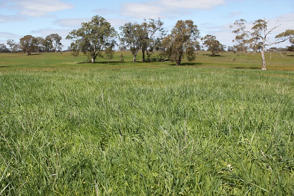 Apsley Warm Grazing Country
