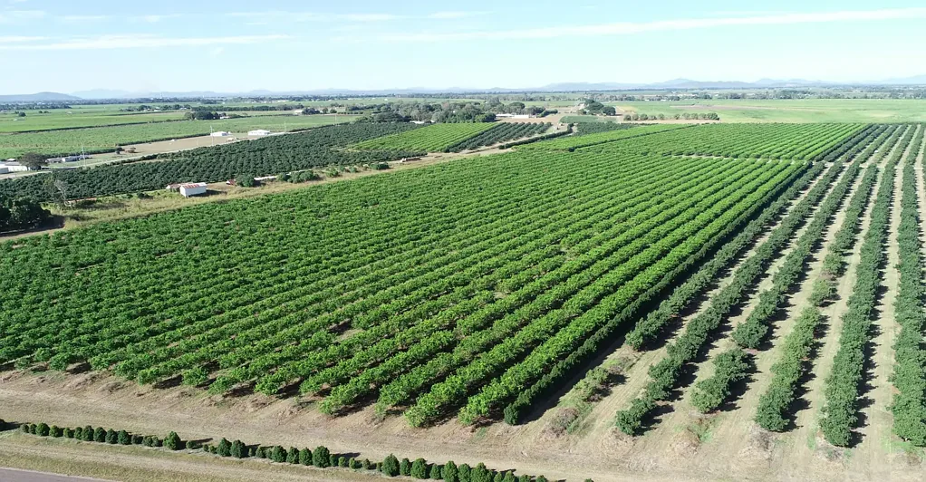 Mcdesme  BURDEKIN ORCHARD FARM WITH STATE OF THE ART MACHINERY