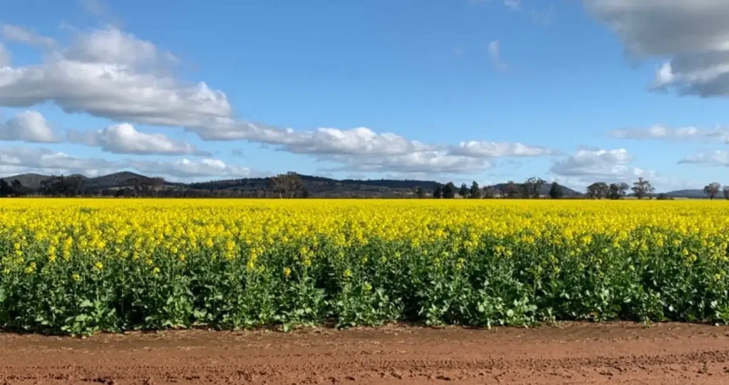 Grenfell Immediate Lease / Purchase - 4 Adjoining Farms can be bought in Stages