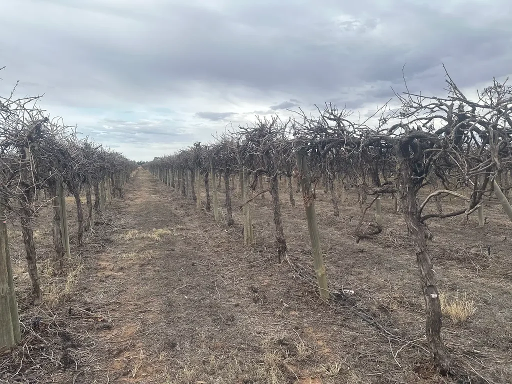 Renmark West Exceptional Vineyard Opportunity - Lot 24 Tarcoola Street, Renmark West