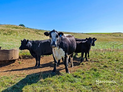 00 Dudfields Road, Mount Hicks, TAS 7325, 0 slaapkamers, 0 badkamers, Lifestyle Property
