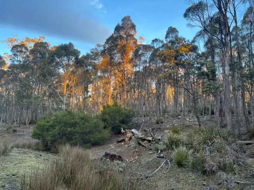 Swanston  Native Bushland Sanctury - 200+ Hectares
