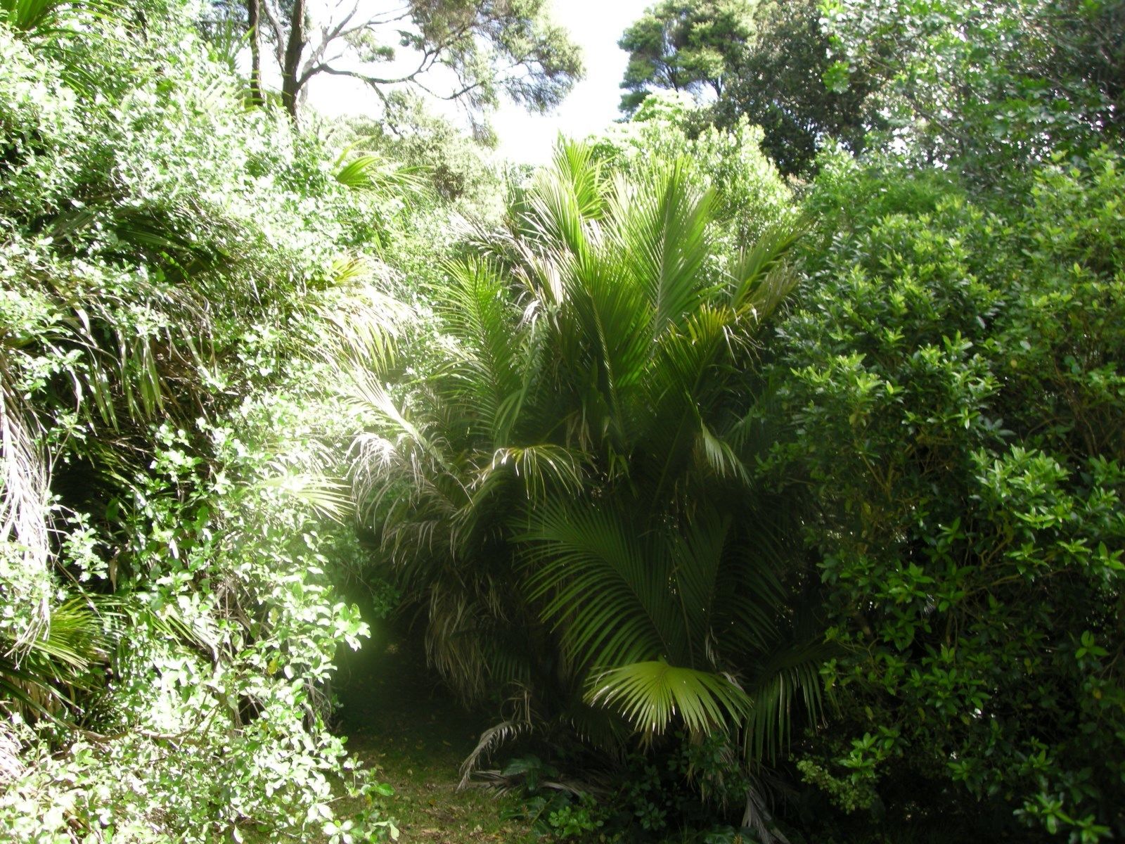 12 Obrien Road, Omiha, Auckland, 0 rūma, 0 rūma horoi