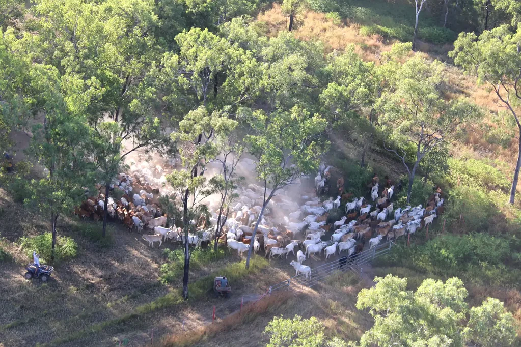 Yarraden Fully Operational. North Queensland Cattle Station -  WIWO - Expressions of Interest.