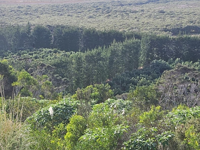 Heath Road, Waiharara, Far North, 0 slaapkamers, 0 badkamers, Horticulture