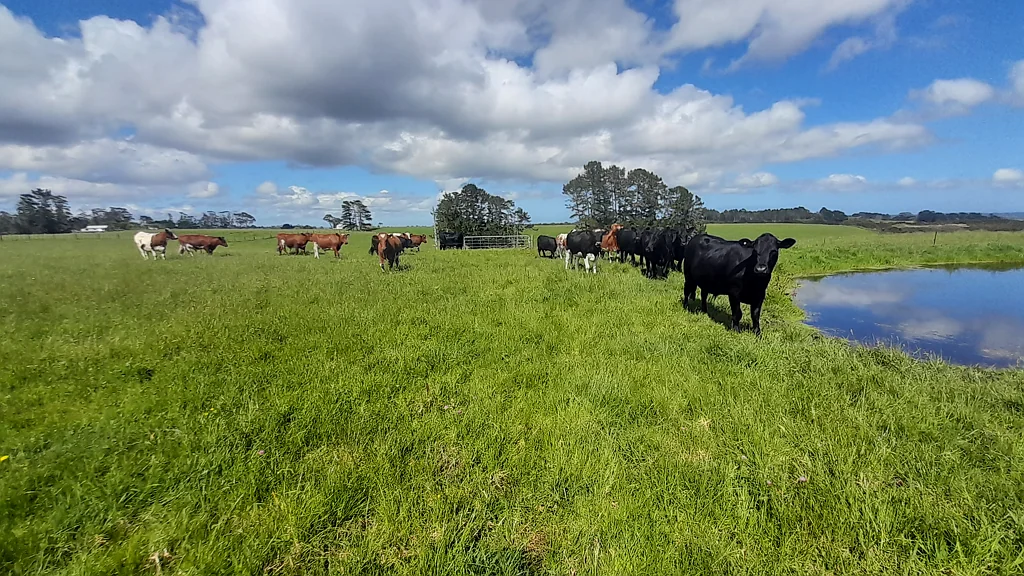 Kaingaroa The Perfect Lifestyle Section, with Harbour Views