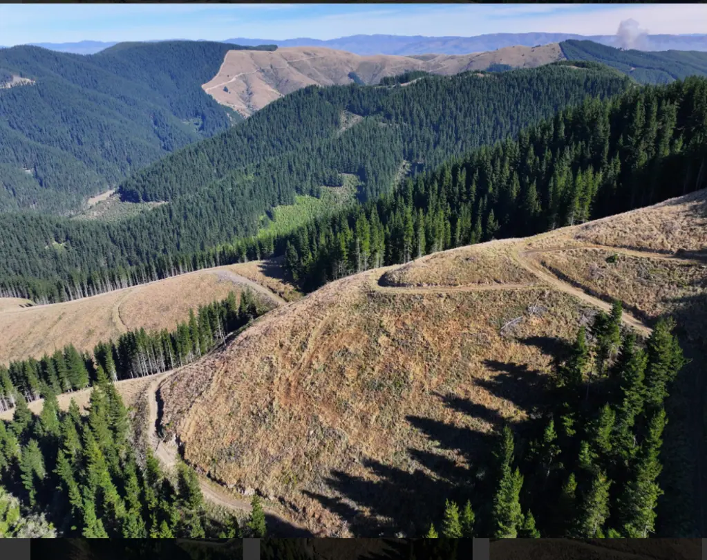 Geraldine Untouched Natural Wealth - Forestry Gold