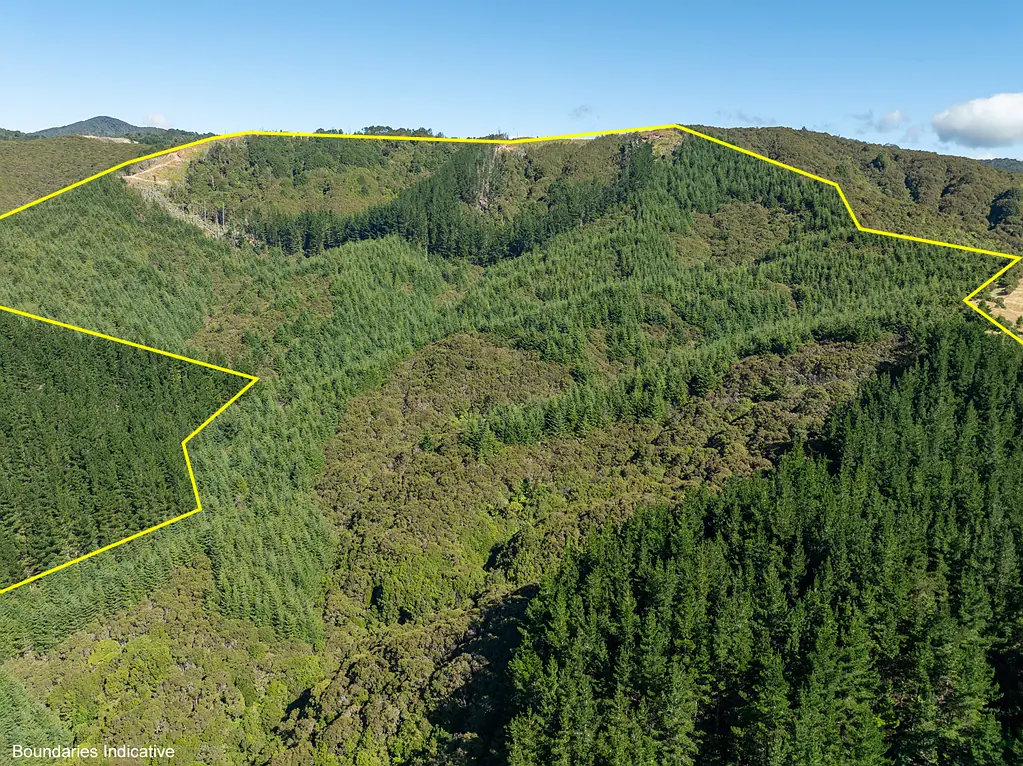 Eketahuna Forestry & Carbon Options from $300,000+GST