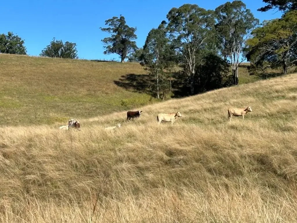 Millbank 130 ACRES IN THE MACLEAY HINTERLAND