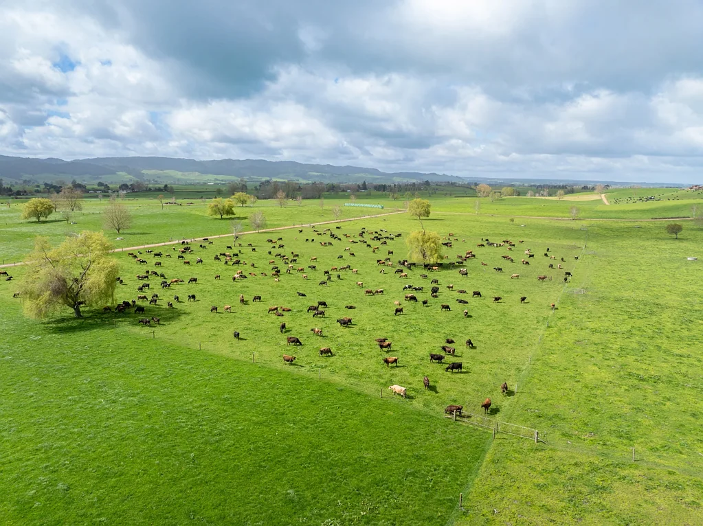 Matamata 117 Hectares - Quality Waikato Dairy Country