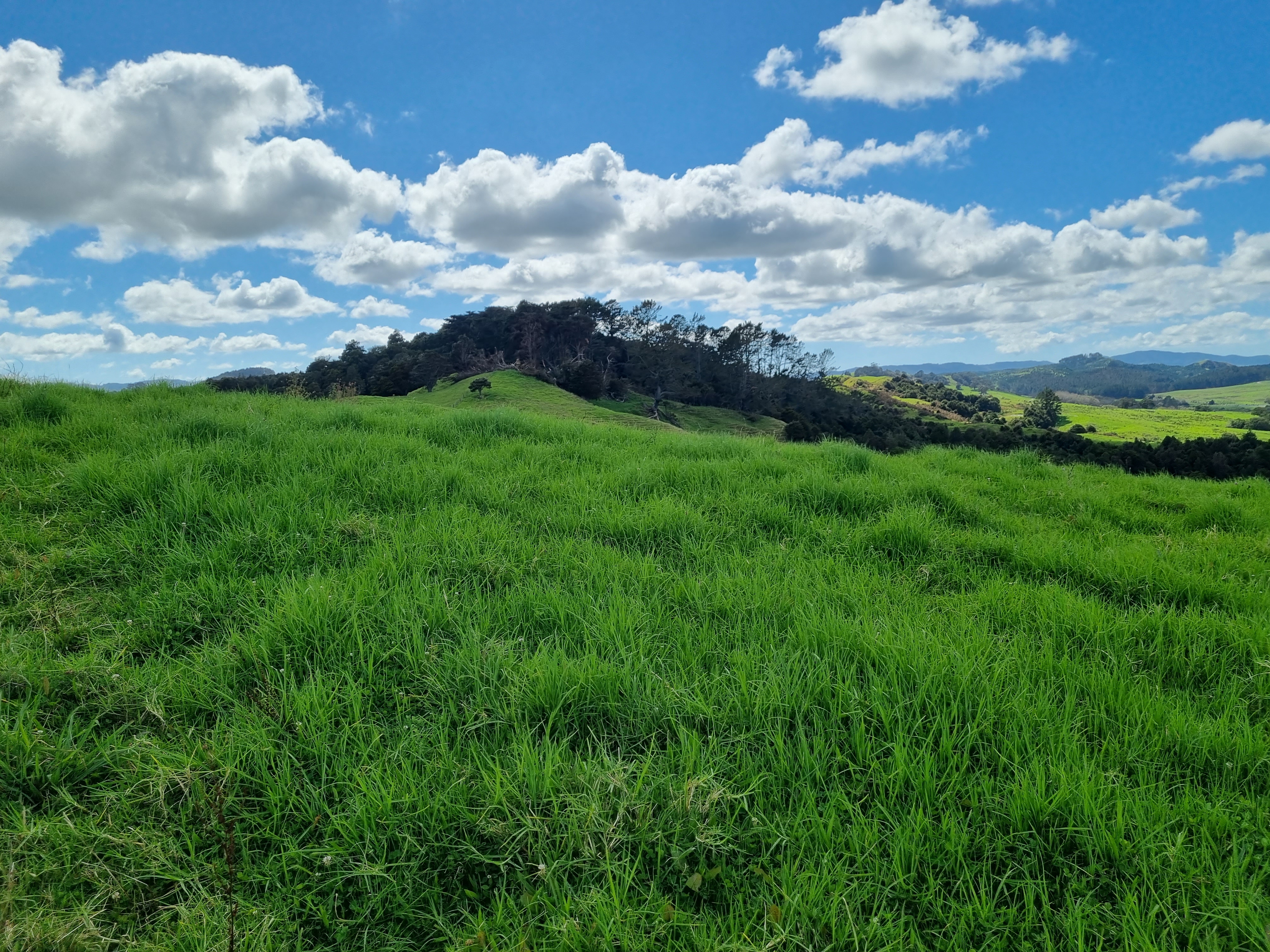 95 Ariels Lane, Paparoa, Kaipara, 0 ਕਮਰੇ, 0 ਬਾਥਰੂਮ