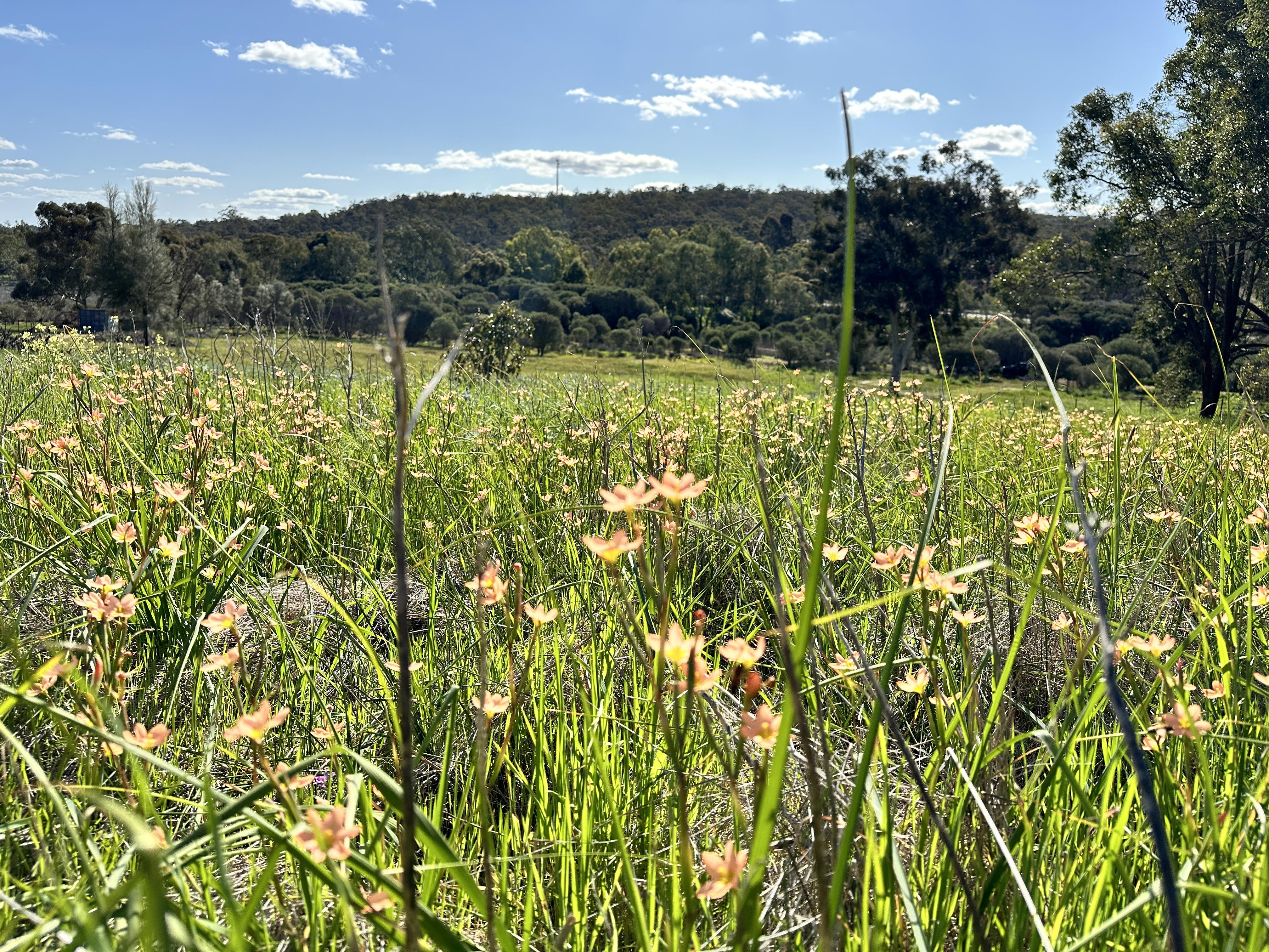 26 BORONIA AV, WUNDOWIE WA 6560, 0房, 0浴, Section