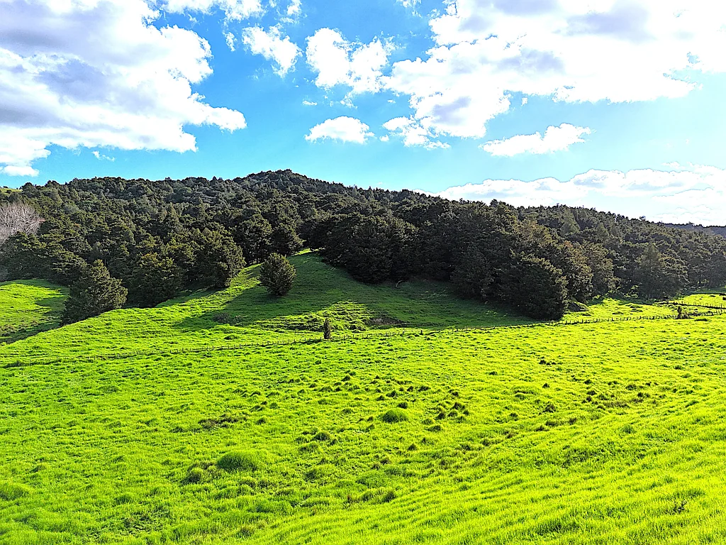 Dargaville Natural Beauty Plus Land
