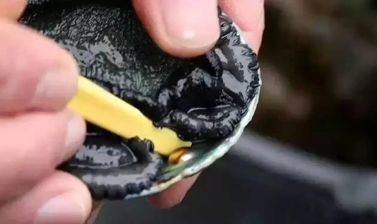新西兰鲍鱼告急！狂捞海鲜，奥克兰有人被抓，恐被判刑！这个夏天，切勿贪心惹祸……