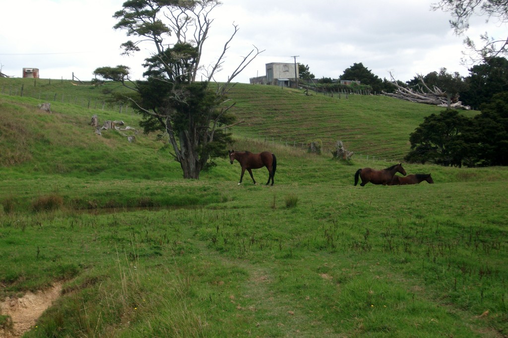 Paparoa-Oakleigh Road, Otamatea Surrounds, Kaipara, 0 રૂમ, 0 બાથરૂમ